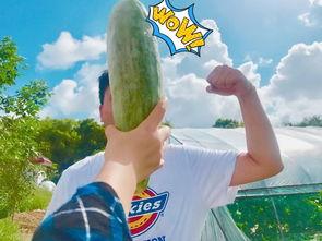 吃娱乐圈的瓜吃到饱